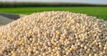 رئيس لجنة الزراعة بالشيوخ: نحتاج زراعة 2 مليون فدان فول صويا لتحقيق الاكتفاء الذاتي