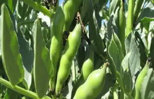 القطاع الزراعي يوفر كميات من تقاوي الفول البلدي للمزارعين