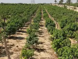 رئيس مركز تغير المناخ: مصر غير معرضة لظروف جامحة لكن الإنتاج الزراعي يتأثر