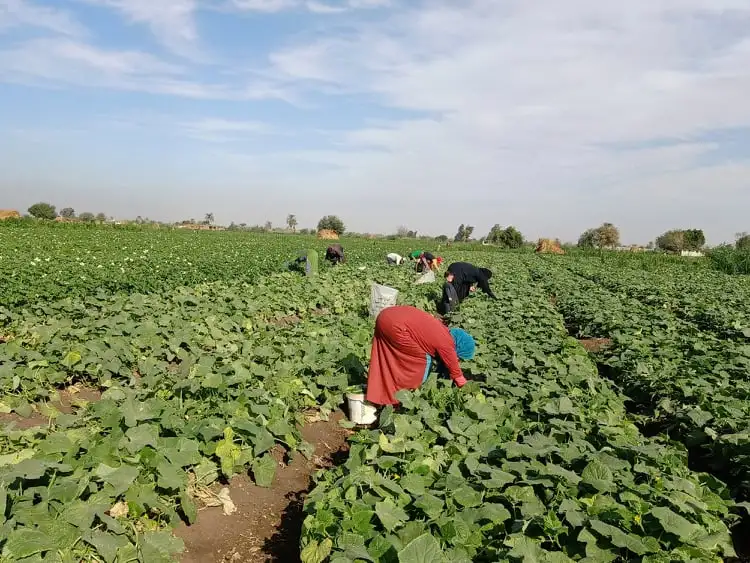 الزراعة: مصر اتخذت العديد من الإجراءات للتكيف مع التغيرات المناخية
