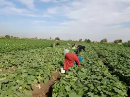 الزراعة: مصر اتخذت العديد من الإجراءات للتكيف مع التغيرات المناخية