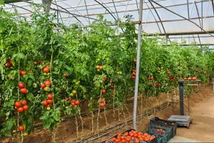 "العالية للاستثمار الزراعي" تخطط لزراعة 1200 فدان بالقمح فى الوادى الجديد