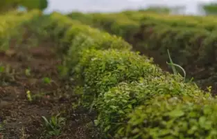 مستشار وزير الزراعة يؤكد أهمية التعاون بين مصر وهولندا في المجالات الزراعية