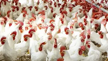 الصناعات الغذائية: الإفراج عن الأعلاف يساهم في انخفاض أسعار الدواجن واللحوم