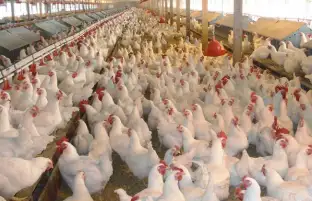 أسباب ارتفاع أسعار الدواجن رغم الإفراجات عن الأعلاف