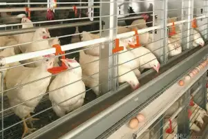 اتحاد منتجي الدواجن: الكميات المفرج عنها من الأعلاف غير كافية