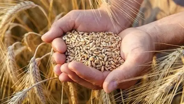 رئيس زراعة النواب: زيادة سعر توريد القمح يشجع الفلاحين ويعزز الأمن الغذائي