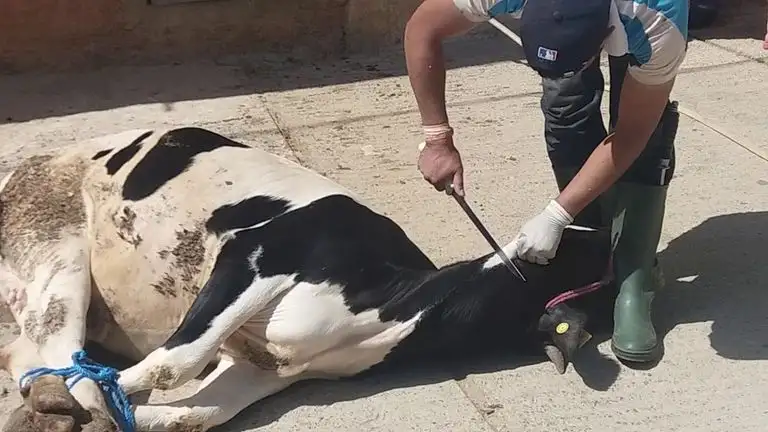 الذبح العشوائى يربك أسواق اللحوم ويهدد الثروة الحيوانية فى مصر