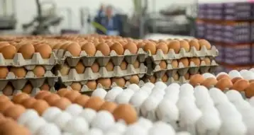 أمين شعبة بيض المائدة: السوق لن ينضبط مرة أخرى إلا بعودة صغار المنتجين