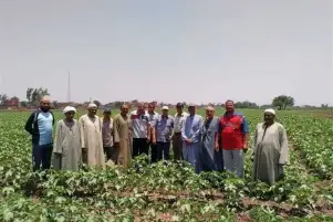 معهد المحاصيل الحقلية: المزارع هو الشريك الأساسي لتأمين الأمن الغذائي للدولة
