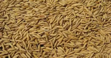 1600 جنيه تراجعا جديدا في شعير الأرز.. والطن يسجل 12.9 ألف جنيه
