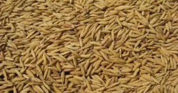 1600 جنيه تراجعا جديدا في شعير الأرز.. والطن يسجل 12.9 ألف جنيه