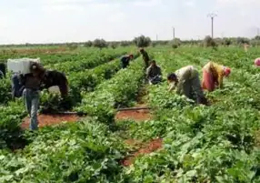الزراعة: مصر تشهد طفرة كبيرة في تحقيق الأمن الغذائي