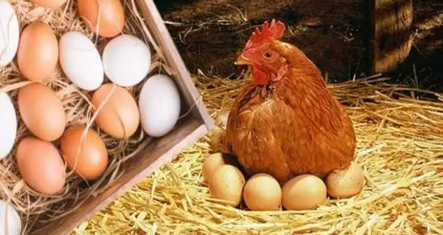 9 مارس 2023.. استقرار أسعار الدواجن والبيض بالأسواق والبانيه يصل لـ185 جنيها