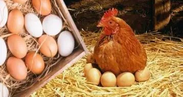 2 جنيه زيادة في سعر كيلو الدواجن واستقرار أسعار البيض بالأسواق المحلية