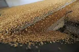 عالميا.. استقرار أسعار القمح بالقرب من أقل مستوياتها منذ 18 شهرا