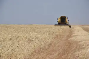 الزراعة: حصاد 87% من محصول القمح بإجمالي 2.8 مليون فدان حتى الآن