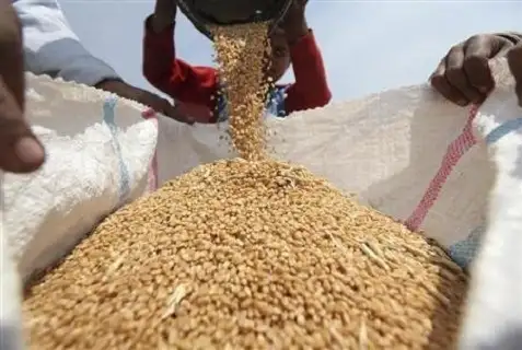 الزراعة: حصاد 95% من محصول القمح بإجمالي 3 ملايين فدان حتى الآن