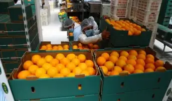 صادرات مصر الزراعية تتجاوز 4 ملايين طن خلال 5 أشهر من 2023 بزيادة 606 آلاف طن عن 2022