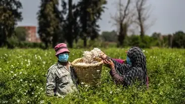 رئيس شعبة الخضروات يقدم روشتة لتجنب التأثيرات السلبية للحر على المنتجات الزراعية