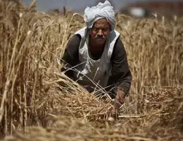 محافظ كفر الشيخ يهنئ المزارعين بعيد الفلاح الـ71: عيد لكل المصريين
