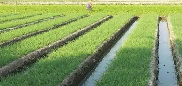 البحوث الزراعية: 1.5 مليون فدان مساحات الأرز الموسم الحالي.. ودخول أصناف جديدة بإنتاجية عالية في 2025