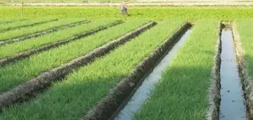 البحوث الزراعية: 1.5 مليون فدان مساحات الأرز الموسم الحالي.. ودخول أصناف جديدة بإنتاجية عالية في 2025