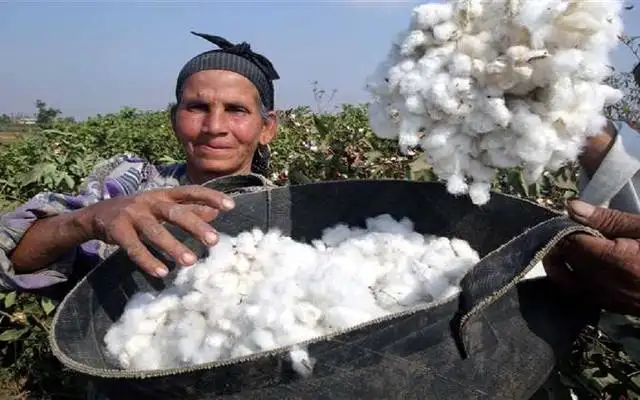 الزراعة: خطة لتصدير الإنتاج المحلي من القطن منسوجات بديلا عن المادة الخام في 2025