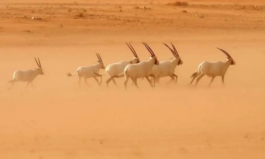 اليونسكو تُدرج محمية عروق بني معارض بالسعودية على قائمتها للتراث العالمي