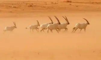 اليونسكو تُدرج محمية عروق بني معارض بالسعودية على قائمتها للتراث العالمي