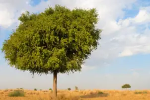 مبادرة في الإمارات لتوزيع أكثر من 100 ألف شجرة غاف مجانية تزامنا مع COP28