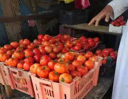 نقيب الفلاحين: أسعار الطماطم والبطاطس رخيصة للمواطن