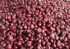 نقيب الفلاحين: الكوارث الطبيعية أدت لزيادة الطلب على البصل المصري