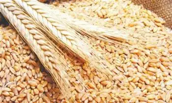 توفير كميات من تقاوي القمح ذات الإنتاجية العالية بالوادي الجديد