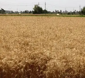 رويترز: شركة زراعية إماراتية تجري محادثات للاستحواذ على أراض في مصر