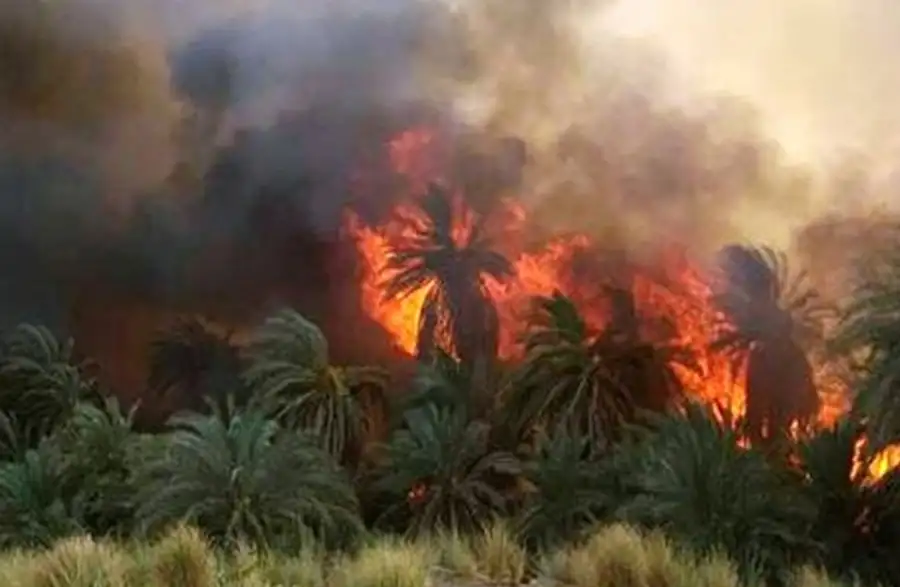 اندلاع حريق في زراعات النخيل بأسوان