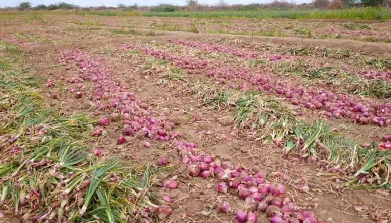الزراعة: رصدنا وجود مئات الآلاف من أطنان البصل أسفل المفارش.. هذه ممارسات احتكارية