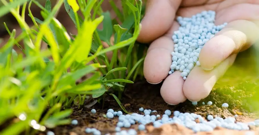 نقيب الفلاحين: المزارعون أمام خيارات صعبة بسبب تصديرالأسمدة