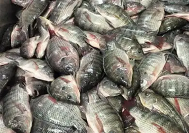 أسعار الأسماك بسوق العبور للجملة