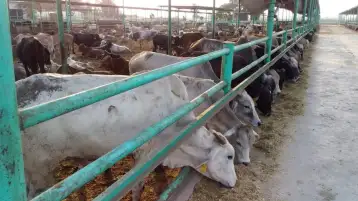 مصدر: الزراعة توافق على استيراد 155 ألف رأس عجول استعدادا لرمضان