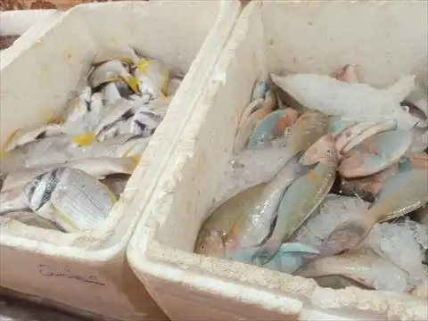 أسعار الأسماك بسوق العبور للجملة اليوم