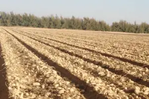 الزراعة: زيادة مساحة المناطق الخالية من العفن البني للبطاطس إلى 695 ألف فدان