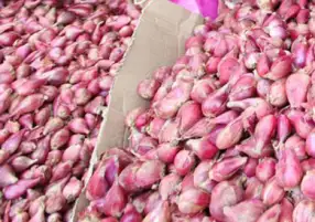 وزير الزراعة يعلن استقبال أسواق السعودية للبصل المصري