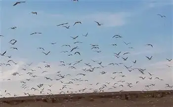 وزيرة البيئة: الطيور المهاجرة تقدم أعظم نماذج الحلول القائمة على الطبيعة في مواجهة التحديات البيئية
