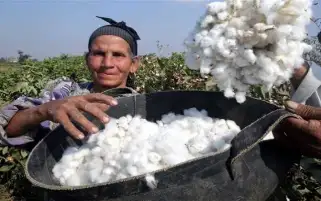 معهد القطن: زراعة 130 ألف فدان قطن حتى الآن بزيادة 46%
