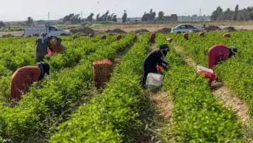النائب إبراهيم الديب يطالب بتدشين منصة موحدة تضم جميع العاملين في القطاع الزراعي