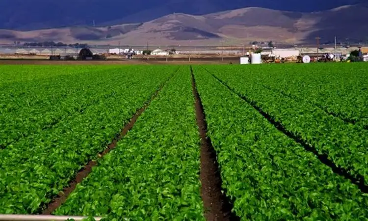 الريف المصرى تتعاقد مع السويدى كابيتال القابضة لتنفيذ مشروع استثمارى زراعى ضخم ضمن أراضى الـ 1.5 مليون فدان