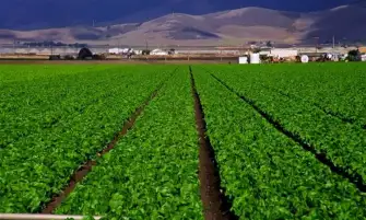 الريف المصرى تتعاقد مع السويدى كابيتال القابضة لتنفيذ مشروع استثمارى زراعى ضخم ضمن أراضى الـ 1.5 مليون فدان