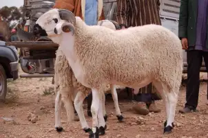 الإفتاء: الحج غير واجب لغير المستطيع ولا يوجب عليه الاستدانة من أجله