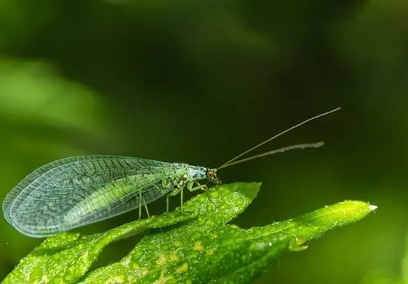 سوريا: حماة تنتج 5 ملايين من حشرة أسد المن المفترسة لتعزيز مكافحة الآفات الزراعية